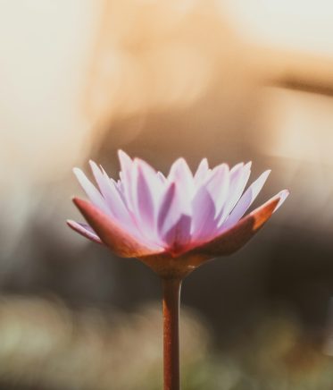 shallow focus photography of purple flower